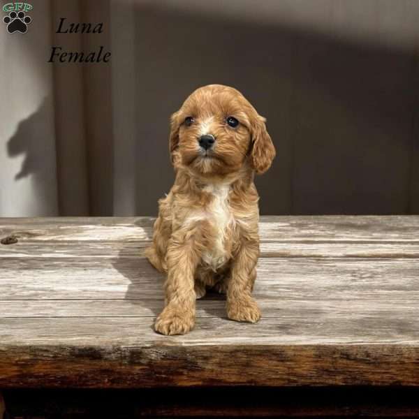 Luna, Cavapoo Puppy